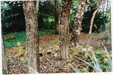 River Birch